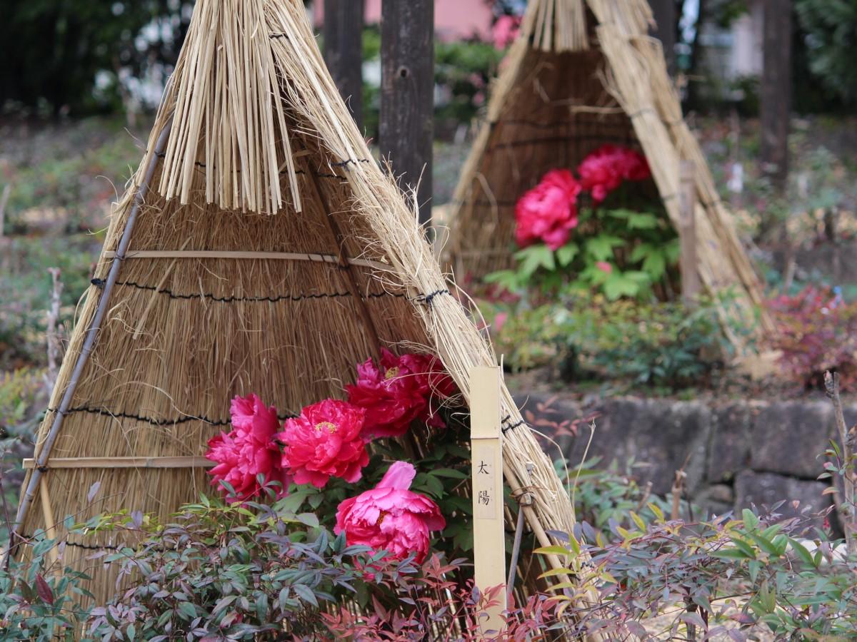 Enjoying the Cold: Winter Peonies at Tokugawa-en | Nagoya