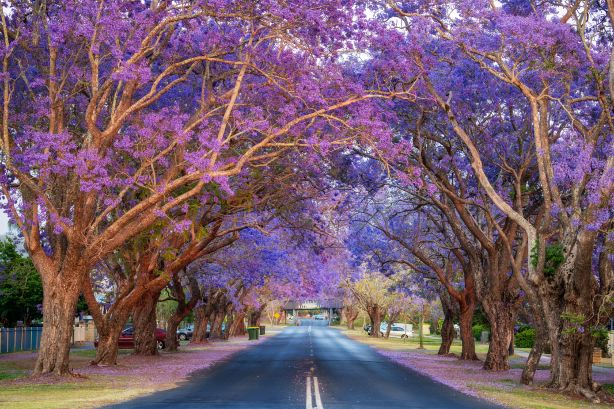 Jacaranda Tree Viewing in Brisbane
