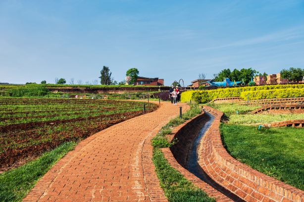 Colorful Flower Fields
