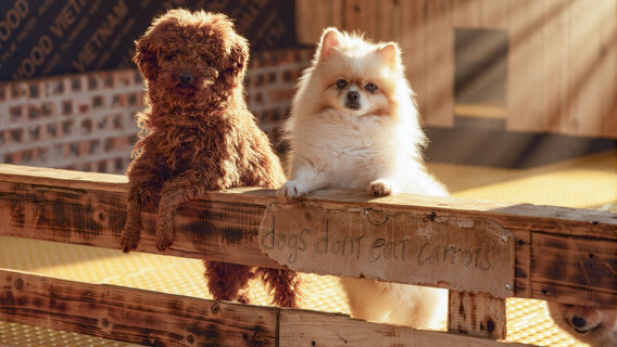 Mat Pet Farm - Sapa