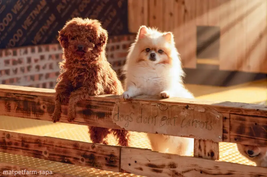 Mat Pet Farm - Sapa