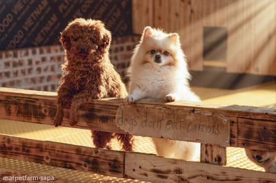Mat Pet Farm - Sapa