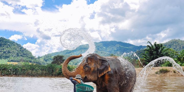 Elephant Nature Park