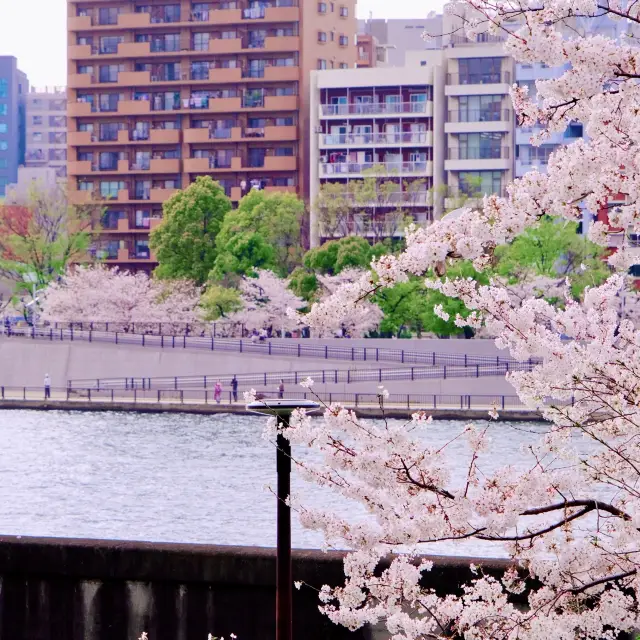 隅田川の岸辺の桜並木