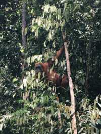 Orangutan friendly Bukit Lawang Jungle