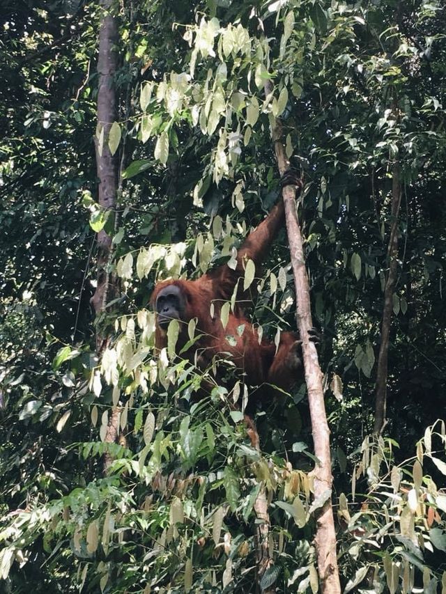 Orangutan friendly Bukit Lawang Jungle