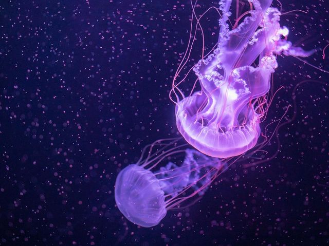 全港首個海洋探索體驗館抵荃灣