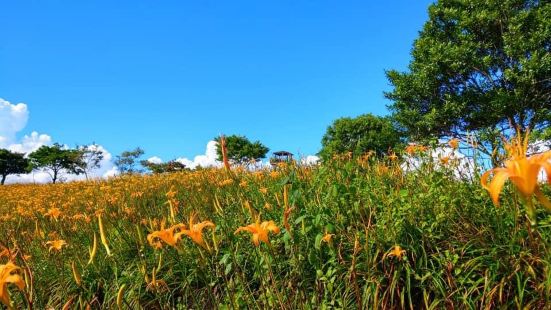 花東縱谷花蓮縣富里鄉的六十石山地處海岸山脈海拔800m有着無