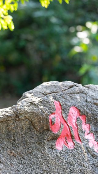 Lingshui Nanwan Monkey Islet + Daydaybabe + Canopy Show 1-day tour [Private charter pick-up service, admission ticket not included]