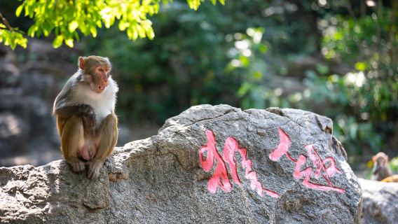 Nanwan Monkey Island Ecological Tourism Area + Hainan Ocean Paradise one-day tour
