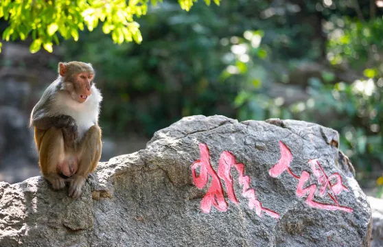 陵水猴島公園+呆呆島+天幕秀一日遊【包車上門接送不含門票】