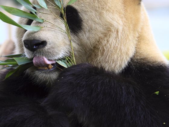 神戸市立王子動物園