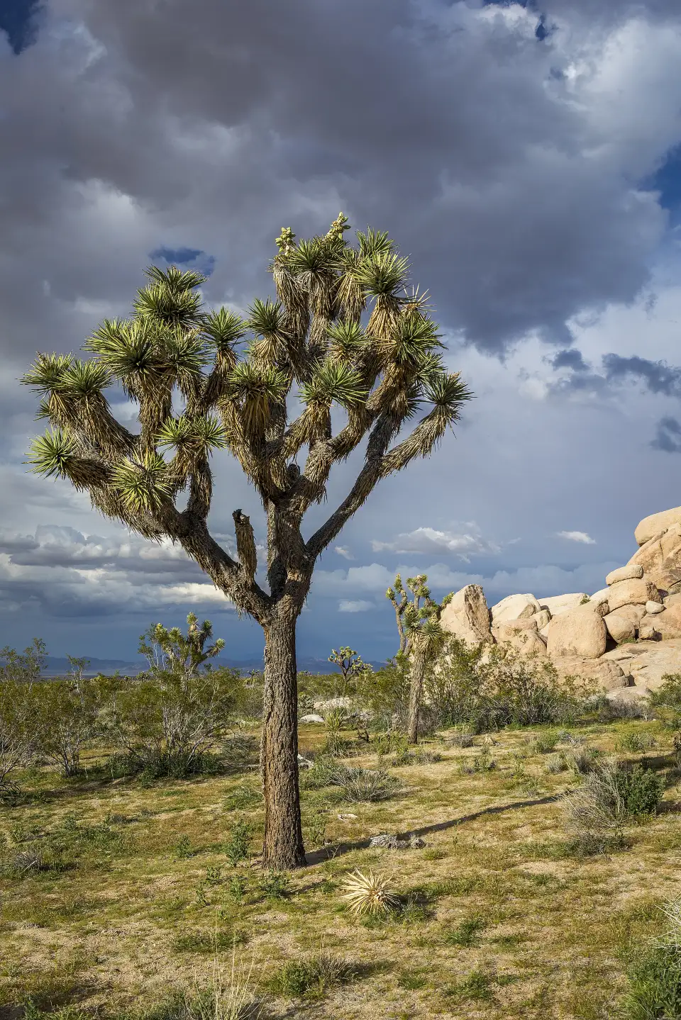 4_Joshua Tree National Park