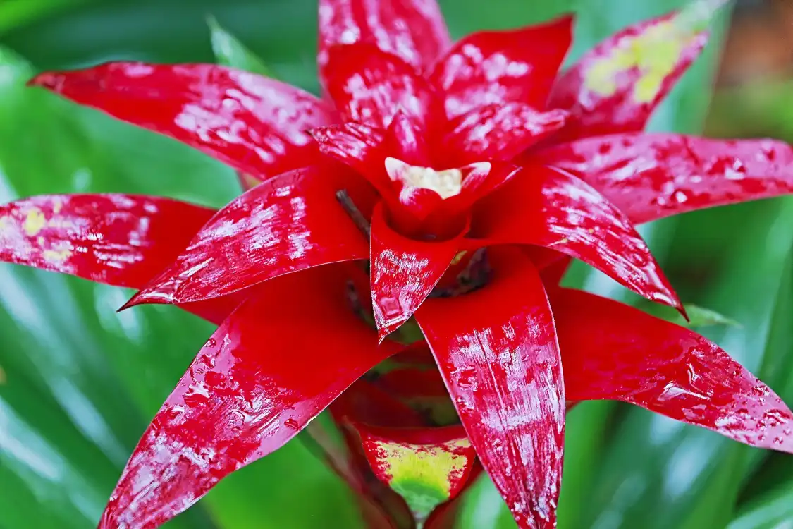 Hotels near Rokko Alpine Botanical Garden