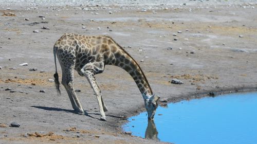 埃託沙天然野生動物園