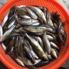 山水人家农家乐 User Photo