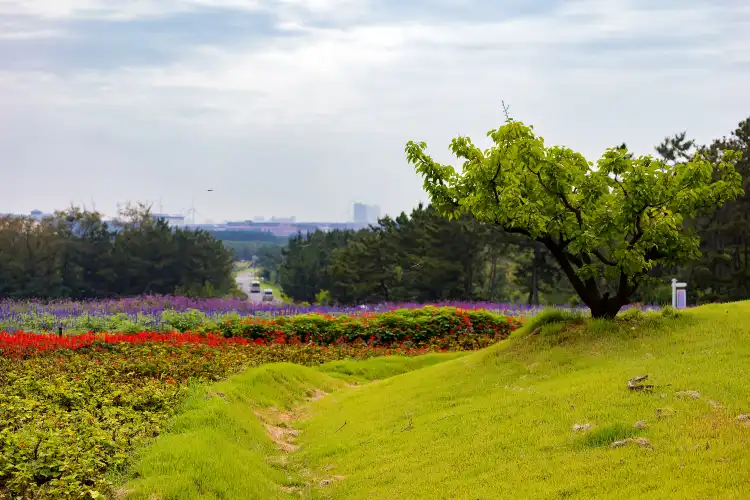 Hotels near Jinxiu Flower Sea