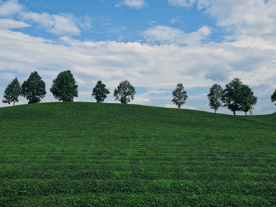 Jiale Nine Peak Pasture