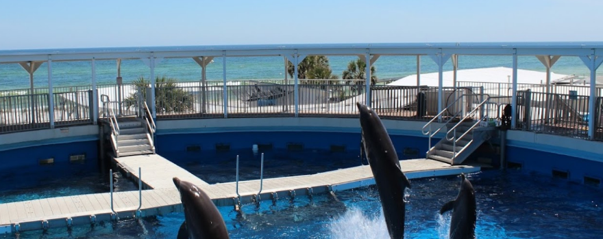 Gulfarium Marine Adventure Park