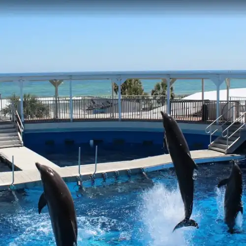 Gulfarium Marine Adventure Park