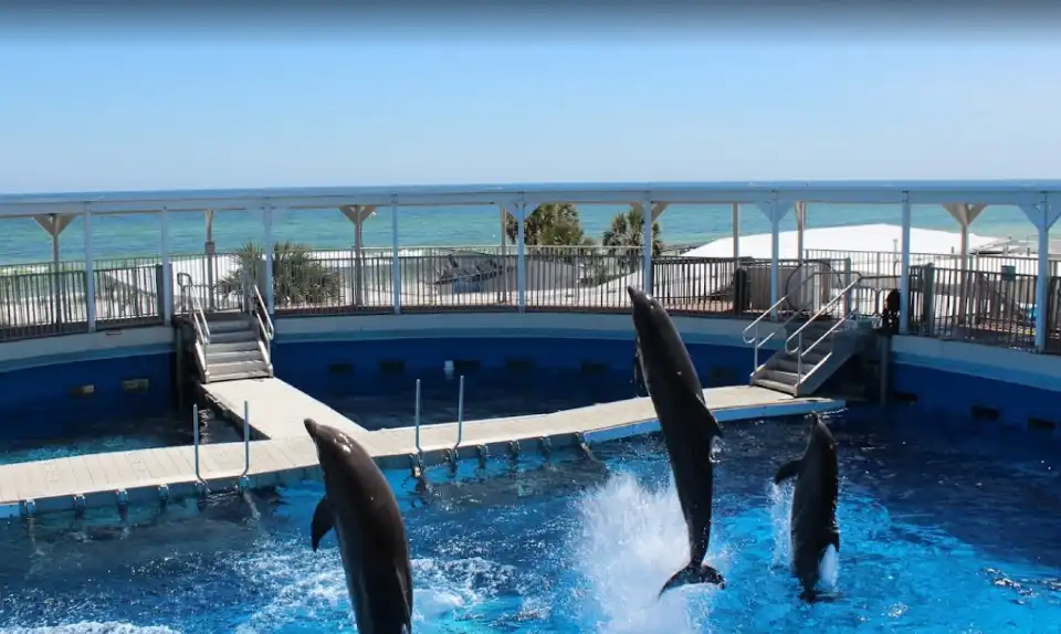 1_Gulfarium Marine Adventure Park