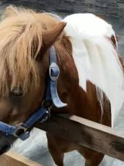 塔羅動物園