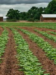 Hanover Vegetable Farm