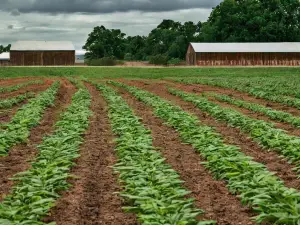 Hanover Vegetable Farm