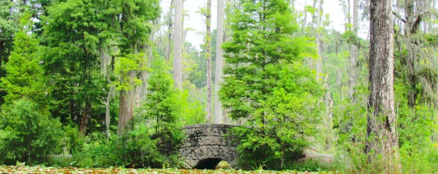 Cypress Gardens