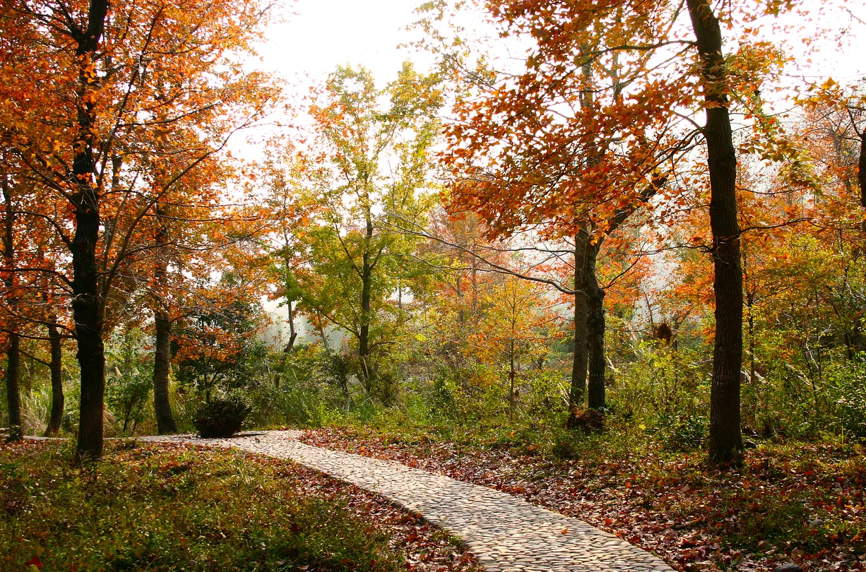 5_หยางเจียซิ