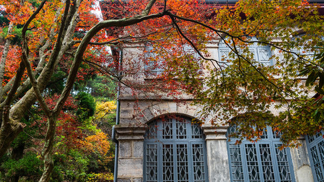 Maple Leaf Viewing in Jiujiang