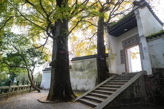 Ginkgo Trees in Hengyang