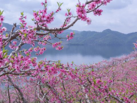 五龍背温泉 民宿