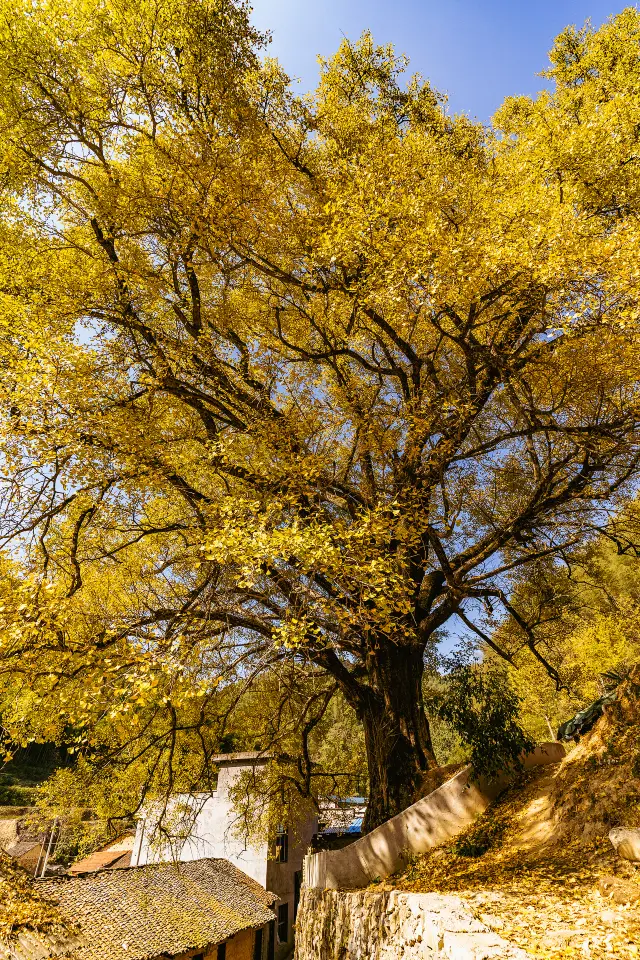 Ginkgo Viewing in Xianning