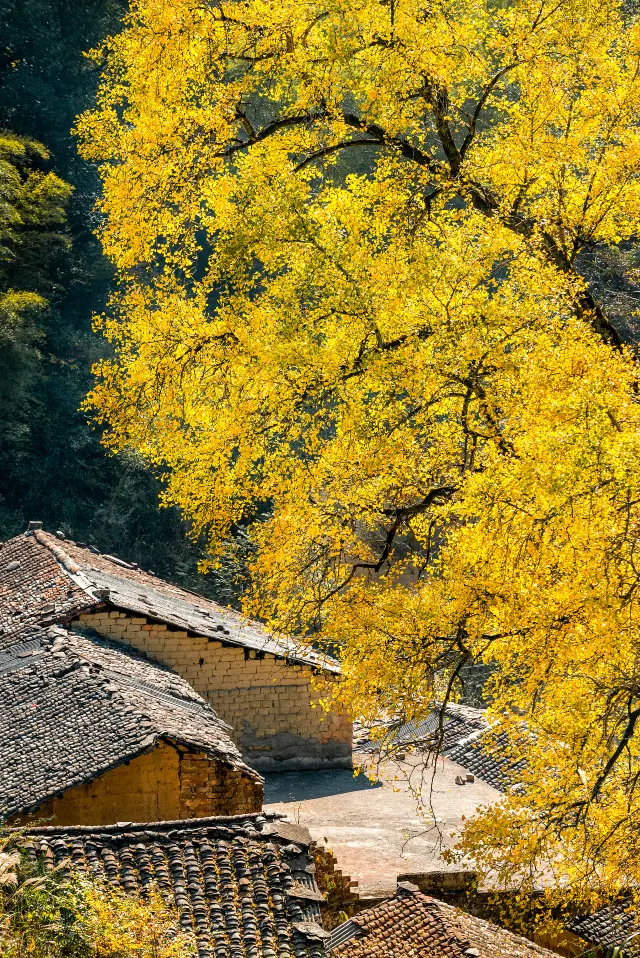 Ginkgo Viewing in Xianning