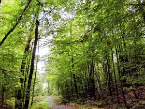 St. Albans Town Forest