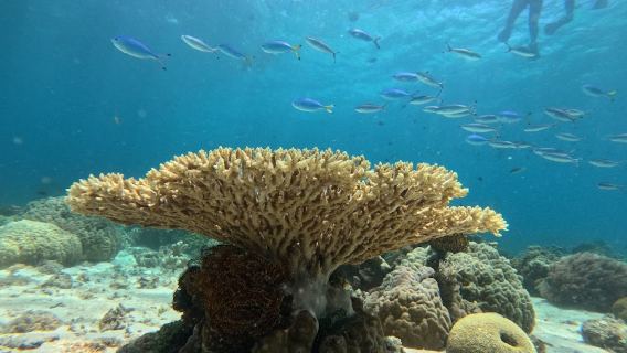 Balicasag Marine Sanctuary