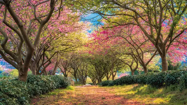Cherry Blossom Viewing in Longyan