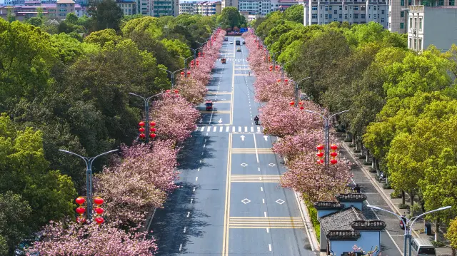 Cherry Blossom Viewing in Jiangxi