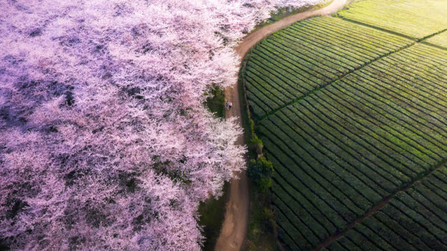 Cherry Blossom Viewing in Anshun