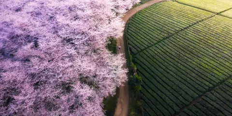 安順賞櫻