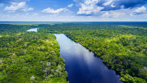 Forêt amazonienne