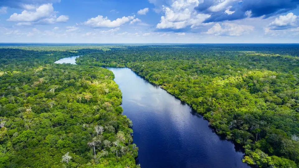 1_Amazon Rainforest