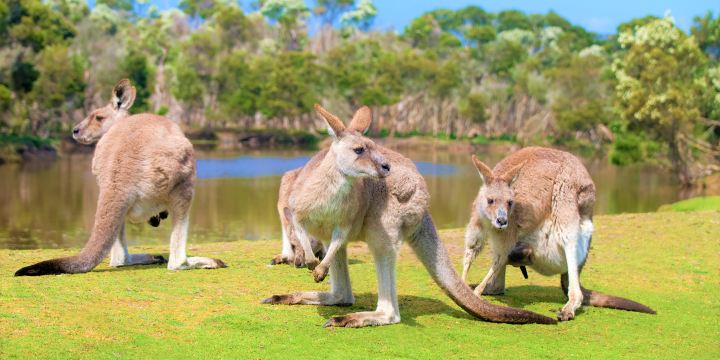 Phillip Island Wildlife Park