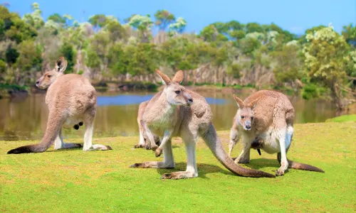 Phillip Island Wildlife Park