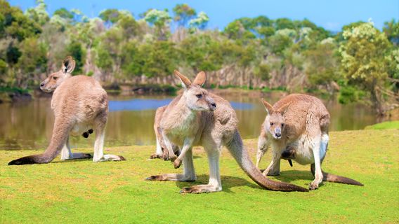 Phillip Island Wildlife Park