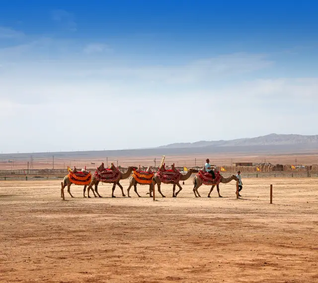 Camel Riding in Turpan