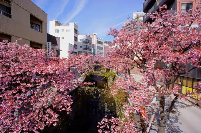 熱海櫻花節 | 熱海市