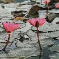 Lake Sebu