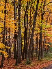 Gongqing National Forest Park